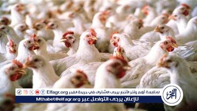 أسعار الدواجن والبيض اليوم في السوق المصري
