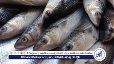 أسعار السمك وانتعاش طفيف للجمبري في سوق العبور اليوم الأحد 3 نوفمبر 2024