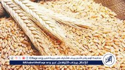 وزير التموين: المخزون الاستراتيجي من القمح يكفي 5 شهور وتعاقد جديد لتعزيز الأرصدة