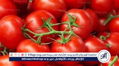 أسعار الطماطم تواصل الارتفاع وتتجاوز 25 جنيهًا للكيلو.. 