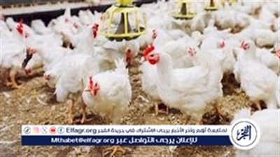 أسعار الدواجن والبيض اليوم الإثنين 11 نوفمبر 2024 في مصر: انخفاض ملحوظ في الفراخ البيضاء والفراخ الساسو