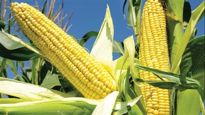 بعد فوز ترامب.. تراجع الحبوب الزراعية في بورصة السلع الأمريكية 