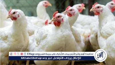 انخفاض أسعار الدواجن في الأسواق المصرية اليوم 16 نوفمبر 2024