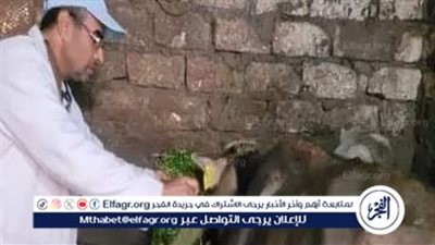 محافظ الدقهلية: تحصين أكثر من 21 ألف رأس ماشية ضد الحمى القلاعية خلال يومين 