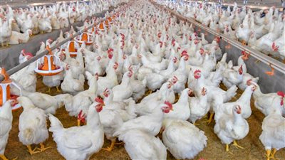 أسعار الدواجن البيضاء اليوم الثلاثاء 19 نوفمبر 2024 بالأسواق