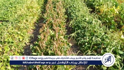 أستاذ زراعة: القطاع الزراعي في صميم أولويات استراتيجية مصر 2030