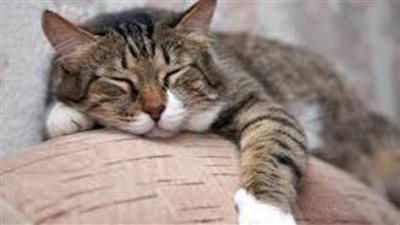 يظهر علامات الإضطراب النفسى.. ضبط المتهم بالقاء قطة من أعلى عقار بالبساتين 