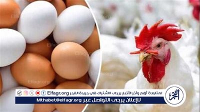 الزراعة: إنتاج 14 مليار بيضة سنويًا ومفاجأة في أسعار الدواجن (فيديو)