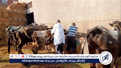 محافظ الدقهلية: تحصين ما يقرب من 92 ألف رأس ماشية ضد الحمى القلاعية والوادي المتصدع
