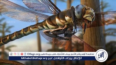 عاجل - أضخم حشرة في التاريخ تزن 450 جراما.. لماذا انقرضت؟