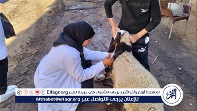 بيطري الأقصر تطلق قافلة مجانية بمدينة الطود وضبط ٢٤ كيلو لحوم دبح خارج السلخانة