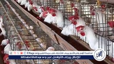 أسعار الفراخ البيضاء والبيض اليوم السبت 30 نوفمبر 2024