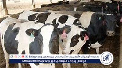 الزراعة تقرر صرف تعويضات عن الحيوانات المصابة بمرض الإجهاض المعدي والدرن البقري