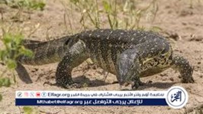“مسالم وغير مؤذٍ للإنسان”.. تفاصيل مثيرة بشأن العثور على “ورل النيل” في أوسيم