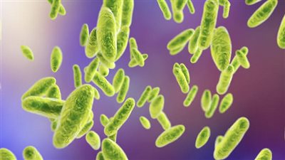 بعد التحذير منه.. ماذا نعرف عن مرض البروسيلا وطرق الإصابة والعلاج؟