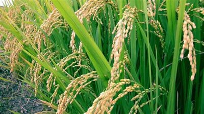 أستاذ الزراعة: الزراعة أحد أعمدة الاقتصاد القومي