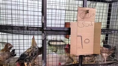 محافظ أسوان يوجه بالمرور على معرض السلع بكوم أمبو