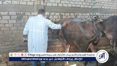 محافظ الدقهلية: تحصين أكثر من 173 ألف رأس ماشية ضد الحمى القلاعية والوادي المتصدع