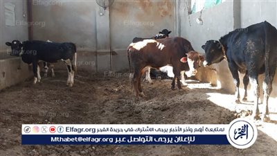 حملات مكثفة لمتابعة الإنتاج الحيواني والتأكد من الالتزام بالتراخيص بالفيوم