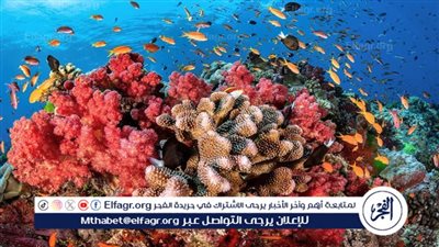 القومي لعلوم البحار يكشف تفاصيل إنشاء مركز التنمية الإقليمي لصون الحياة البحرية بالغردقة