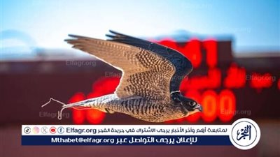 سفير جمهورية فنزويلا يزور مهرجان الملك عبدالعزيز للصقور 2024