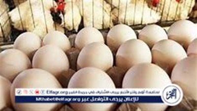 أسعار الدواجن والبيض اليوم الخميس 12 ديسمبر 2024