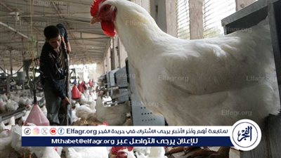 اسعار الدواجن اليوم الجمعة 13-12-2024 في الدقهلية