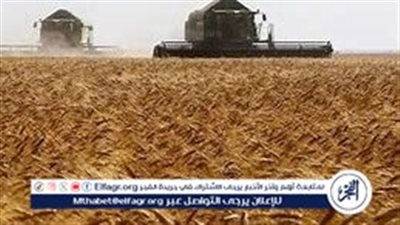 ما الذي قدمته الحكومة لدعم مزارعي القمح وزيادة الإنتاجية؟