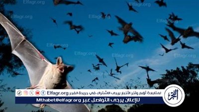 تحذيرات من فيروس ليسا: خطر الإصابة والخطوات الوقائية