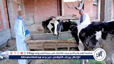 محافظ الدقهلية: تحصين أكثر من 228 ألف رأس ماشية ضد الحمى القلاعية 