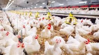 أسعار طبق البيض اليوم السبت 25-1-2024 في قنا