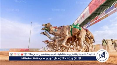  الإعلان عن الفائزين بجائزة الملك عبدالعزيز لسباقات الهجن فئة 