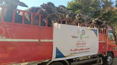 تسليم رؤوس مواشى للأسر الأولى بالرعاية بقرية الطوناب بأسوان