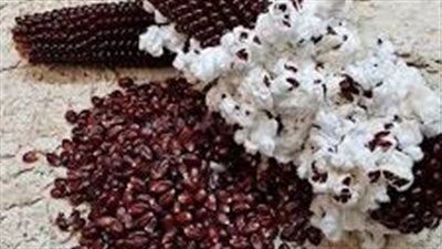 بعد زراعتها في مصر.. ماذا تعرف عن الذرة الحمراء؟