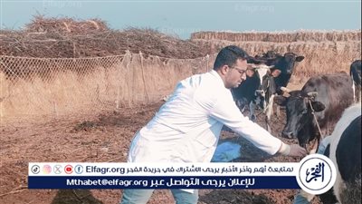 تحصين 15986رأس ماشية ضد مرض الجلد العقدي وجدري الأغنام في الدقهلية..صور