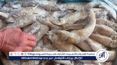 ضبط 27 طن أسماك مجهولة المصدر وغير صالحة للاستهلاك الآدمي بالإسماعيلية