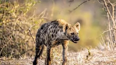 كل ما تريد معرفته عن الضبع المرقط بعد ظهورة في مصر