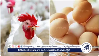 أسعار طبق البيض اليوم الجمعة 21-2-2024 في قنا