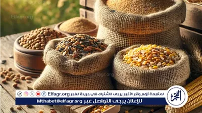 الذرة بكام؟.. أسعار الأعلاف والحبوب اليوم السبت 15 فبراير 2025