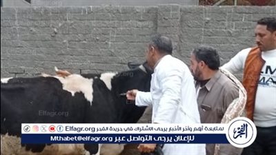 تحصين 91 ألف رأس أبقار وأغنام ضد مرض الجلد العقدي وجدري الأغنام بالدقهلية