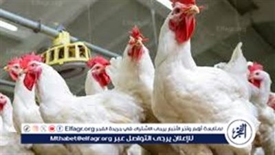 ارتفاع ناري في أسعار الدواجن والبيض والبط مع اقتراب رمضان.. والمستهلكون في مأزق