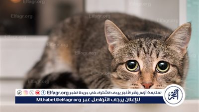 أسباب مواء القطط المستمر وكيفية التعامل معه