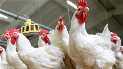 أسعار الدواجن اليوم الاثنين 17 فبراير 2025