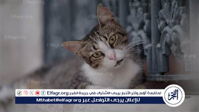 كيف تفهم لغة جسد القطط؟