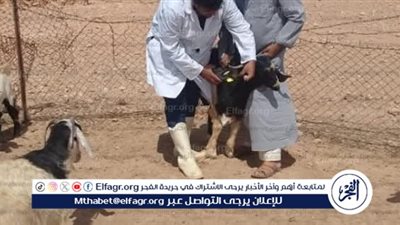 انطلاق برنامج القوافل البيطرية المجانية بمطروح