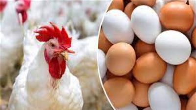 أسعار الفراخ والبيض اليوم الخميس 27 فبراير 2025 في الأقصر