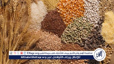 تطورات أسعار أعلاف الدواجن اليوم الأحد 2 مارس 2025