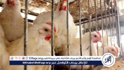 استقرار أسعار الدواجن في الأسواق اليوم السبت 8 مارس 2025