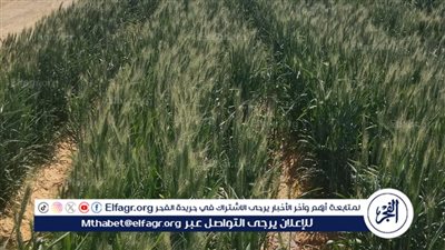 تنفيذ حقل إرشادي للقمح بقرية الريان فى الفيوم 