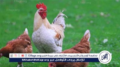 أسعار الفراخ اليوم الأحد 9 مارس 2025 بعد الزيادة في الأسواق